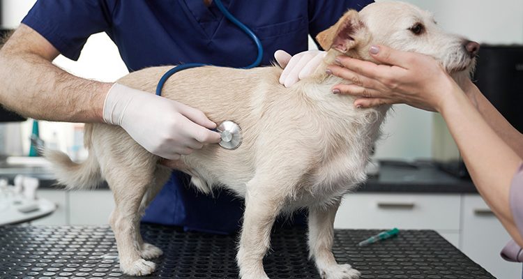 cane in visita dal veterinario
