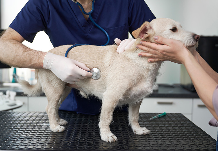 cane in visita dal veterinario