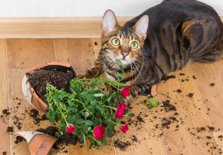 gatto che ha rotto un vaso di fiori