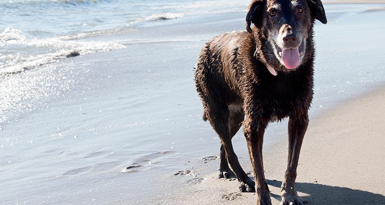 cane con osteoartrite