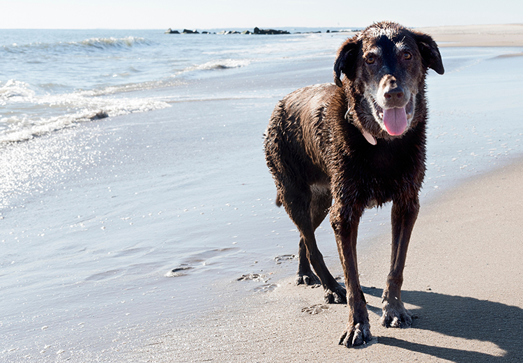 cane con osteoartrite