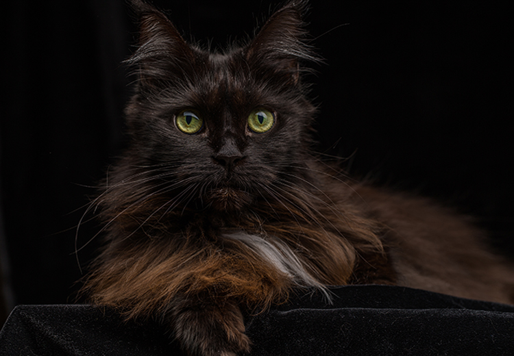 gatto nero mistero ed eleganza