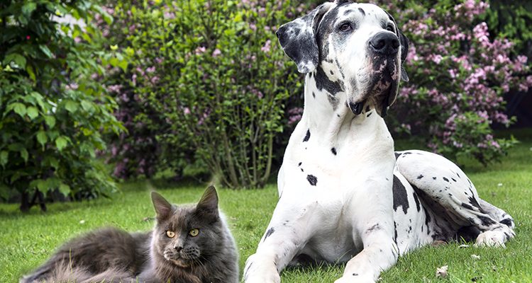 the Big Pet! Cani e gatti di taglia grande