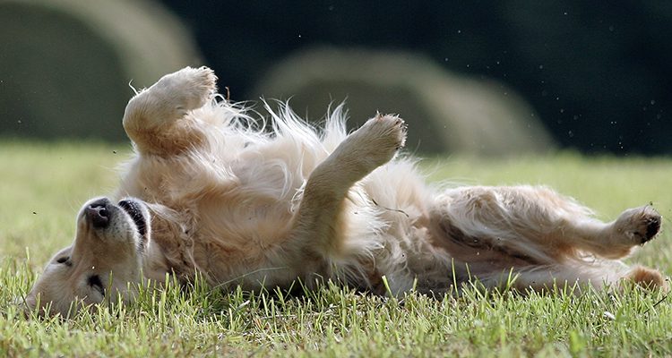 golden che si gratta per parassiti