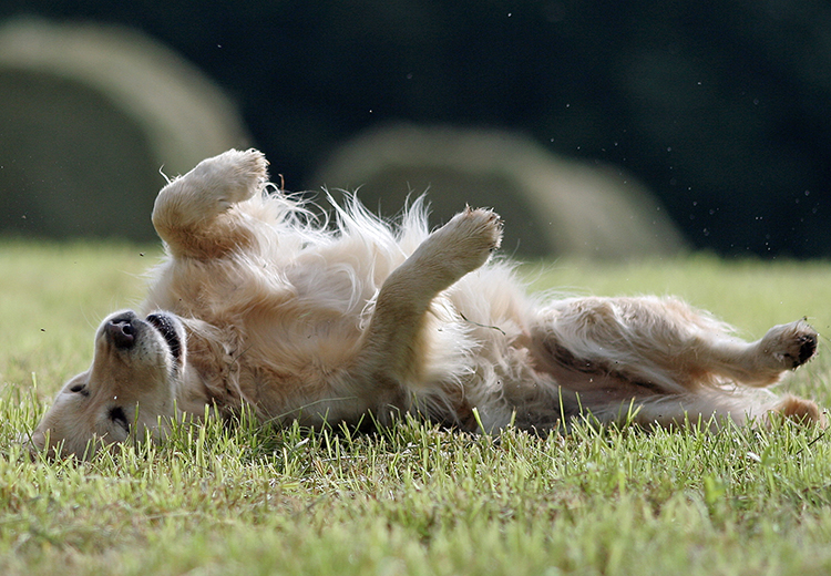 golden che si gratta per parassiti