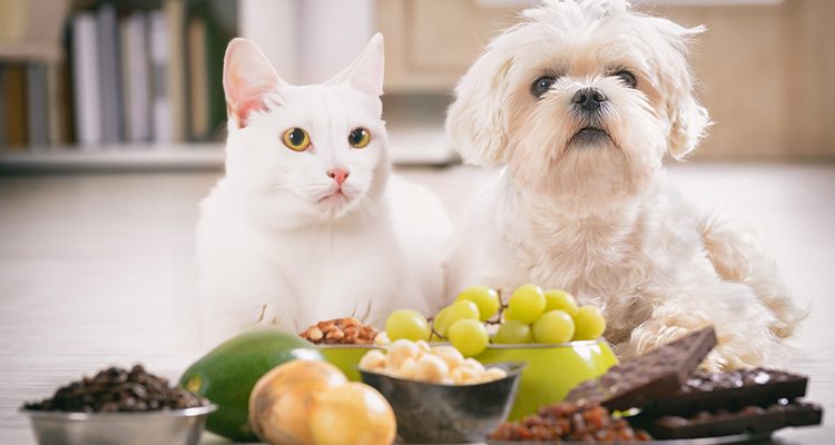 Alimenti tossici per i pet