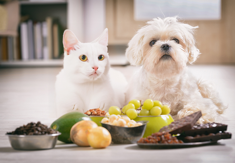 Alimenti tossici per i pet