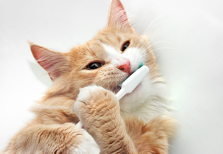 gatto e igiene orale